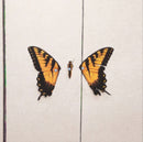 Paramore - Brand New Eyes (Vinyle Neuf)