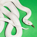 Deftones - Private Music (Vinyle Neuf)