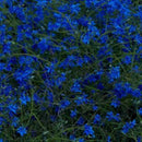 Jefre Cantu-Ledesma - Gift Songs (Vinyle Neuf)