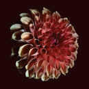 Jessica Moss - Unfolding (Vinyle Neuf)