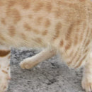 Dublon - Nectar (Vinyle Neuf)