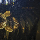 Placid Angles - Touch The Earth (Vinyle Neuf)