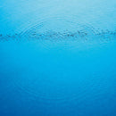 Caribou - Suddenly (Vinyle Neuf)