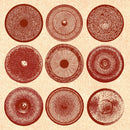 Ensemble Nist-Nah - Spilla (Vinyle Neuf)