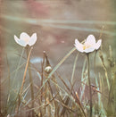 Fete Et Priere - Chante L'Espoir D'Un Monde En Joie (Vinyle Usagé)