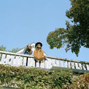 Matthew Doc Dunn - Some Horses Run (Vinyle Neuf)