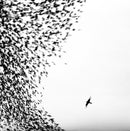 Wilco - Sky Blue Sky (Vinyle Usagé)
