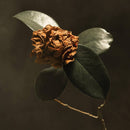 St Paul & The Broken Bones - Young Sick Camellia (Vinyle Usagé)