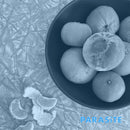 Cell Rot - Parasite (Vinyle Neuf)