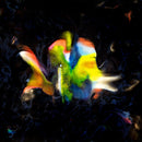 Flavien Berger - Contrebande 02 Le Disque De L Ete (Vinyle Neuf)