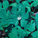 Early Fern - Wetland Interiors (Vinyle Neuf)