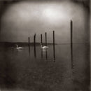Om - Conference Of The Birds (Vinyle Neuf)