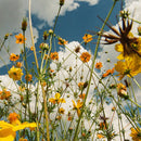 Tasha - You Are Spring! (Vinyle Neuf)