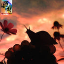 No Joy - Bugland (Vinyle Neuf)