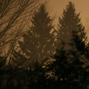 If These Trees Could Talk - Above The Earth Below The Sky (Vinyle Neuf)