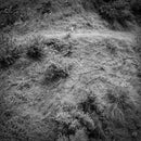 Anna Tivel - Animal Poem (Vinyle Neuf)