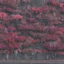 Sleep Token - Even In Arcadia (Vinyle Neuf)