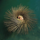 Peter Gabriel - Ovo (Vinyle Neuf)