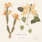 Juliana Hatfield - Christmas Cactus (Vinyle Neuf)