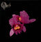 Opeth - Orchid (Vinyle Usagé)