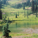 Skirts - Great Big Wild Oak (Vinyle Usagé)