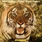 Bent Fabric - Never Tease Tigers (Vinyle Usagé)