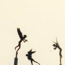 Bardo Pond - No Hashish No Change Money No Saki Saki (Vinyle Neuf)